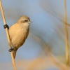 Moudivlacek luzni - Remiz pendulinus - Eurasian Penduline-Tit 3812